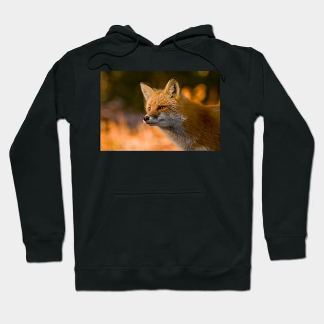 Red Fox Hoodie by jaydee1400